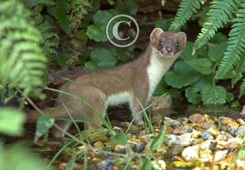 Stoat 2 DM0358